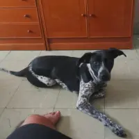 Adopta a Manchas