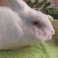 Adopta a Jano (Recuperacion)