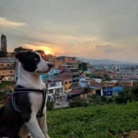 Adopta a Betoben