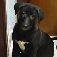 Adopta a Nala