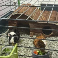 Adopta a Oreo Y Arcoiris