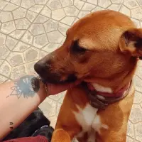 Adopta a Luna