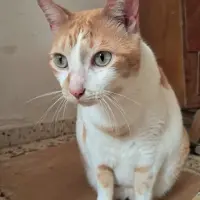 Adopta a Oliver
