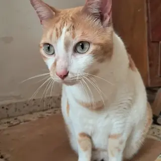 Oliver