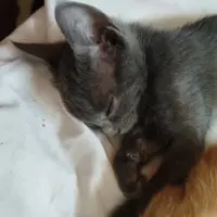 Adopta a Gris Oscuro