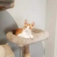 Adopta a Eros