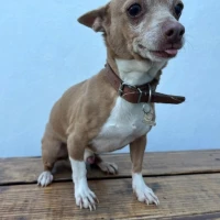 Adopta a Pinky