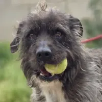 Adopta a Jonsu