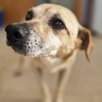 Adopta a Stephen