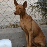 Adopta a Alan