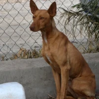 Adopta a Alan