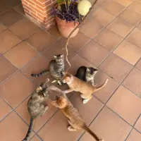 Adopta a Camada 5 Gatos