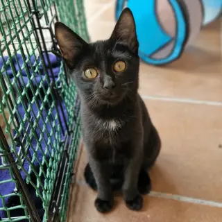 Chico