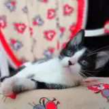 Adopta a Jazz