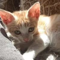Adopta a Macchiato