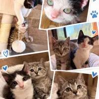 Adopta a Sully, Sire, Tiri Y Eywa