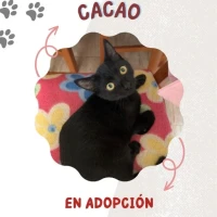 Adopta a Cacao