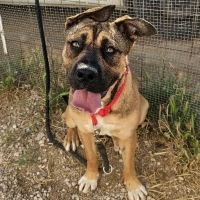 Adopta a Amor