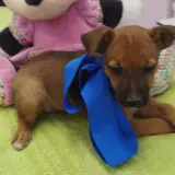Adopta a Lago Cachorro  Tamaño Pequeño 645978718