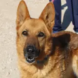 Adopta a Sara