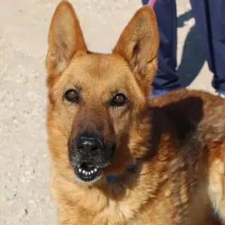 Sara