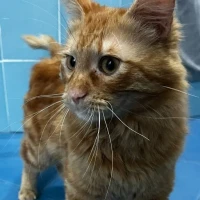 Adopta a Biscuit