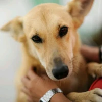 Adopta a Kiwo