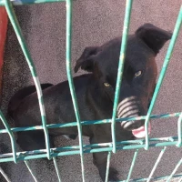 Adopta a Boby