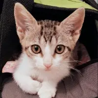 Adopta a Brenda