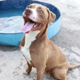 Adopta a Django