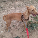 Adopta a Duequesa