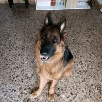 Adopta a Kurama