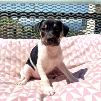 Adopta a Felipe