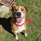 Adopta a Sir