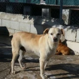 Adopta a Milo