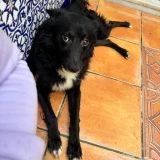 Adopta a Sonia