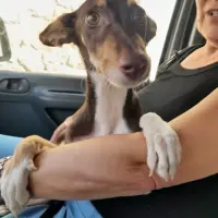 Adopta a Ron