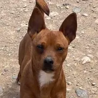 Adopta a Nobita