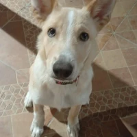 Adopta a Snow