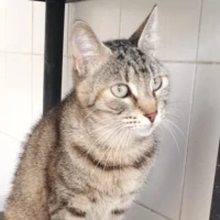 Adopta a Artemisa