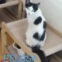Adopta a Pelusa