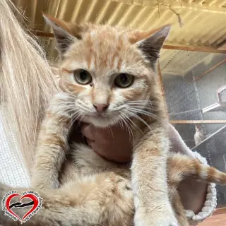 Valentina