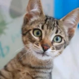 Adopta a Robin 2