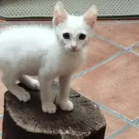 Adopta a Alberto