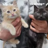 Adopta a Teodoro Y Matilde