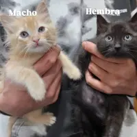 Adopta a Teodoro Y Matilde
