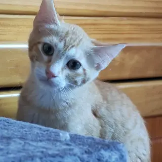 Oli
