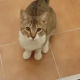 Adopta a Warrior