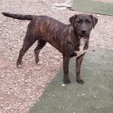Adopta a Lara