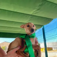 Adopta a Kai Cachorro Tamaño Pequeño Tlf 645978718